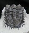 Impressive Coltraneia Trilobite - Tower Eyes #2649-1